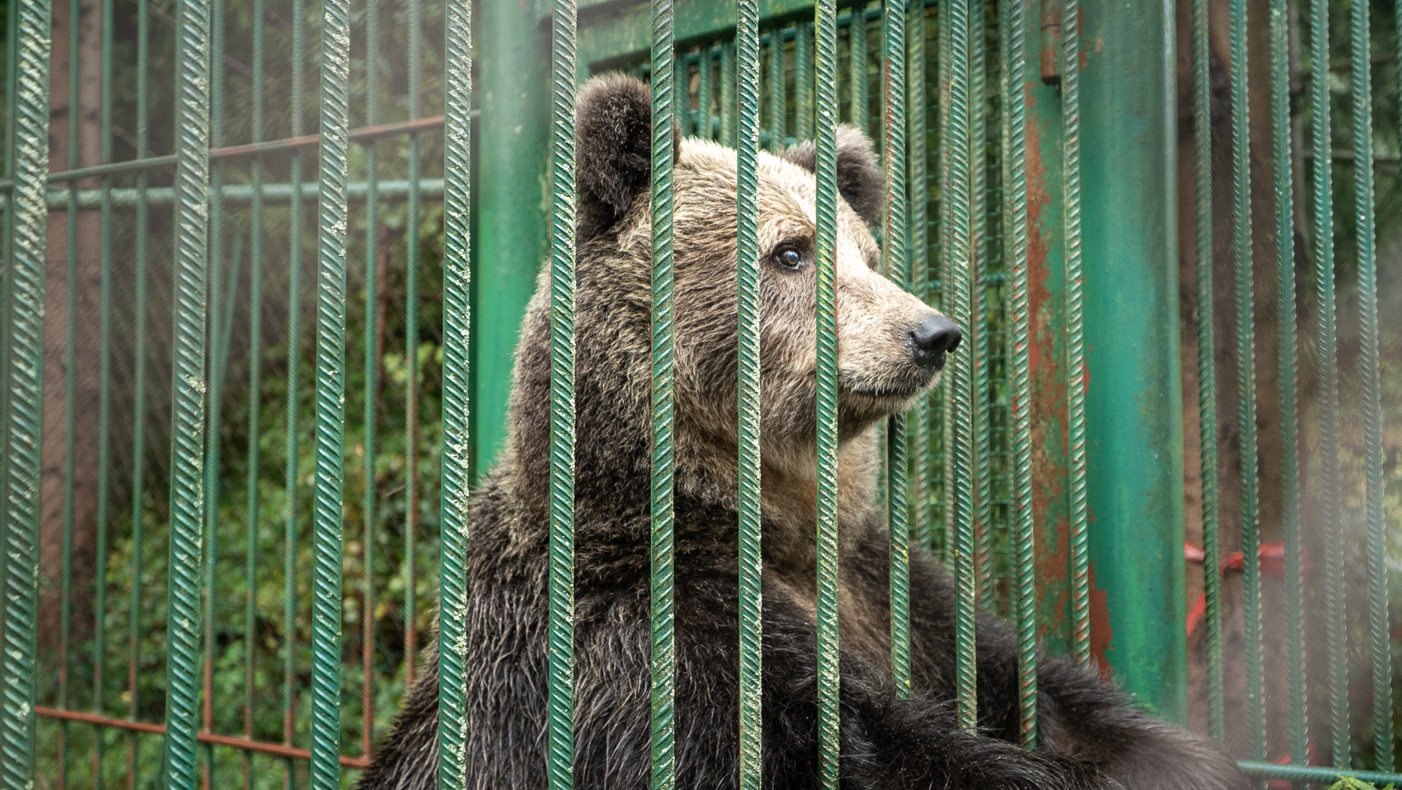 Slovenia | 2025 09 11 | Vet check and pre-visit to bear Mici, the restaurant bear in Slovenia.