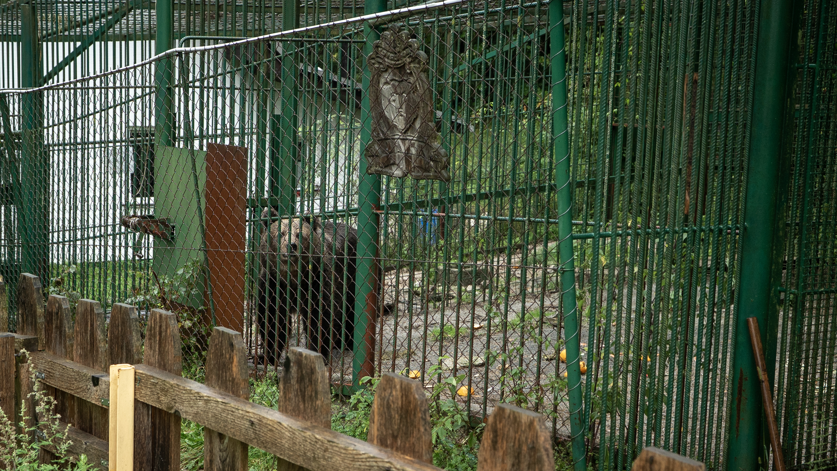Slovenia | 2025 09 11 | Vet check and pre-visit to bear Mici, the restaurant bear in Slovenia.