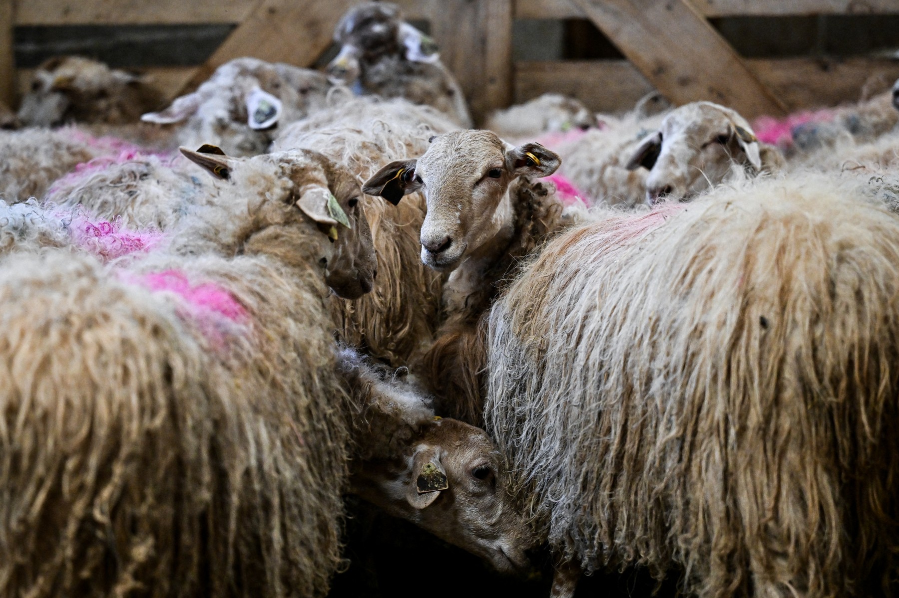 vaccination campaign against bluetongue disease, as the region of Brittany