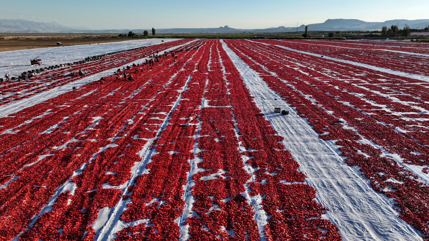 sušenje paradižnika v Turčiji
