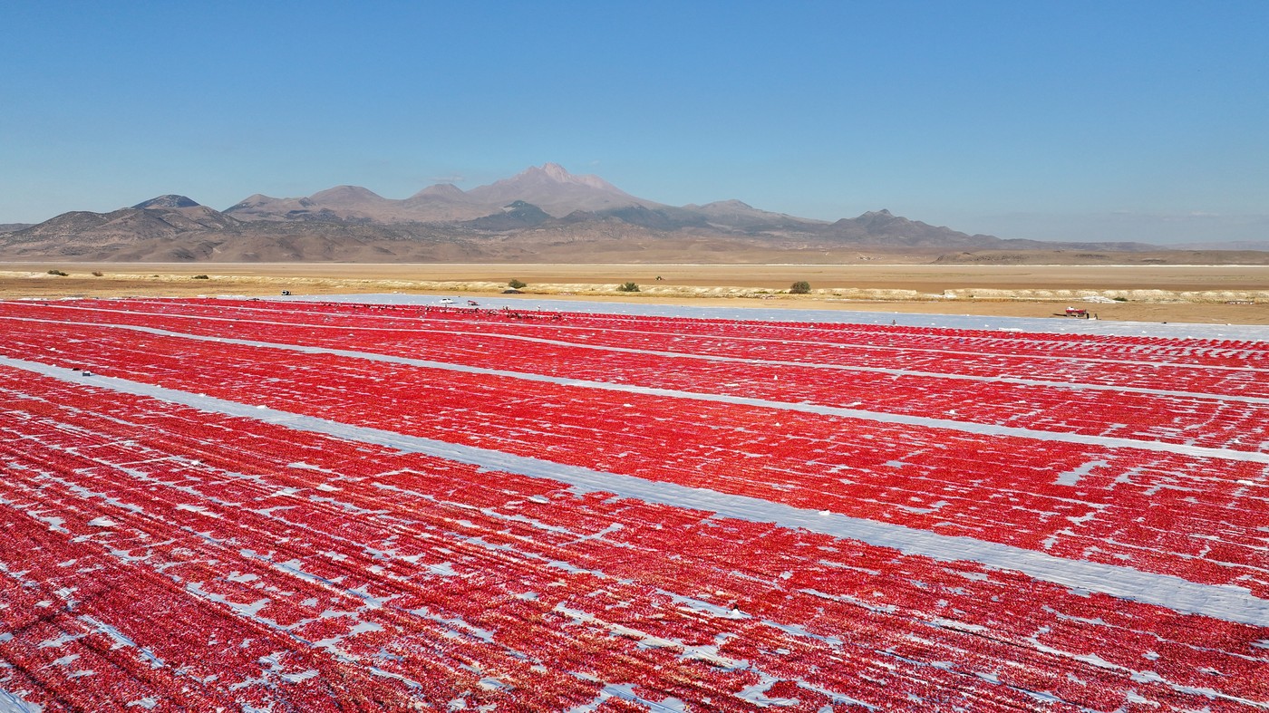 sušenje paradižnika