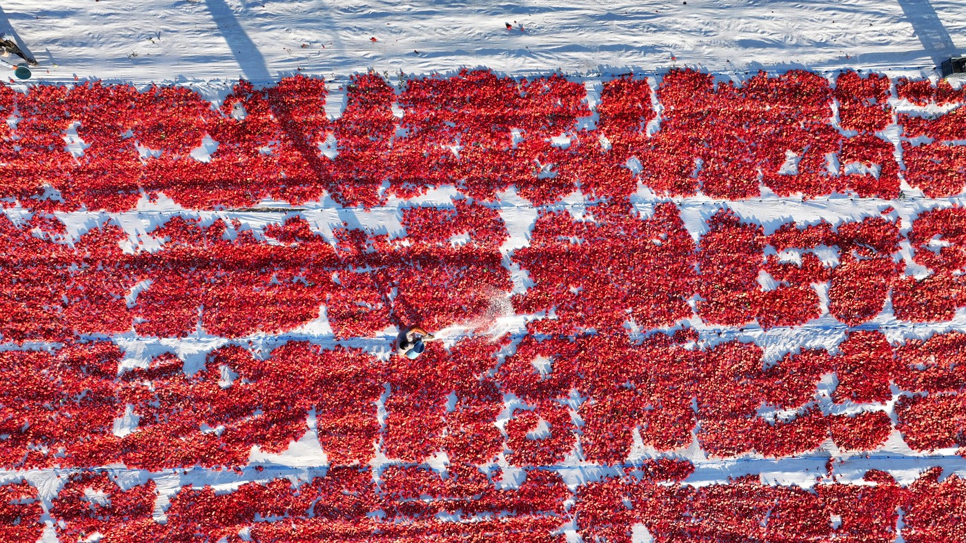 sušenje paradižnika