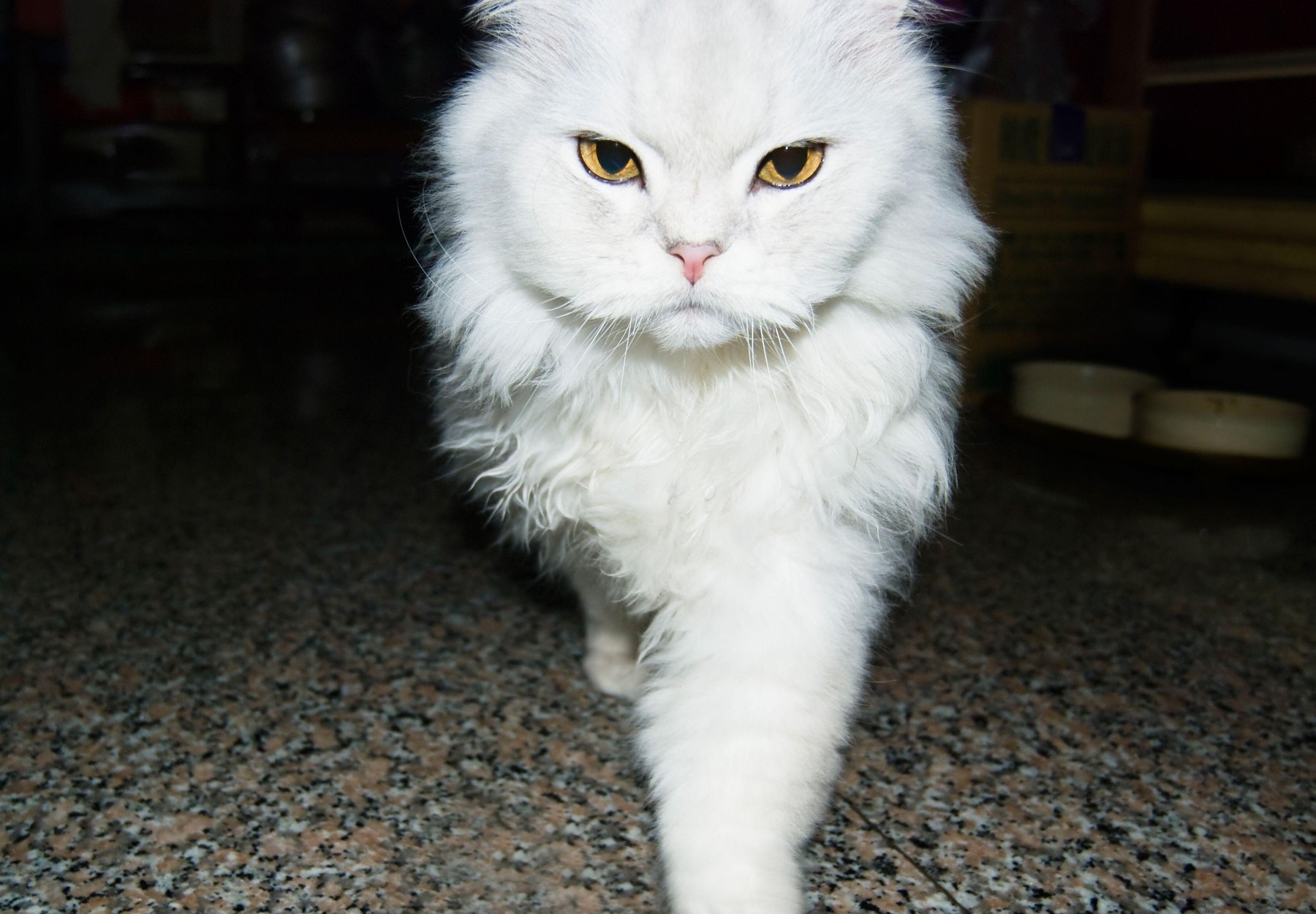 Image: 972738970, License: Royalty-free, Restrictions: , Model Release: no