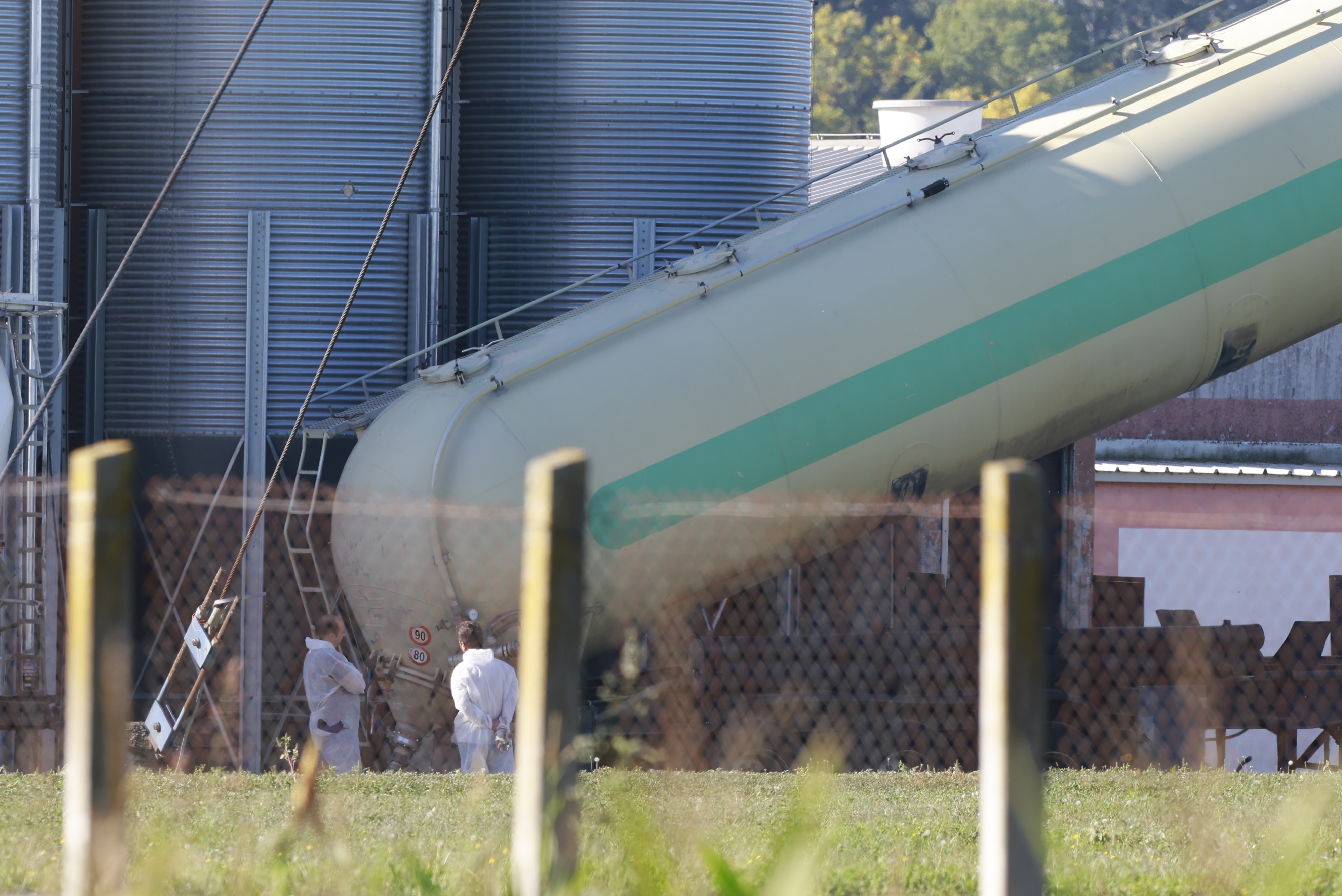 Prašičja kuga na Hrvaškem