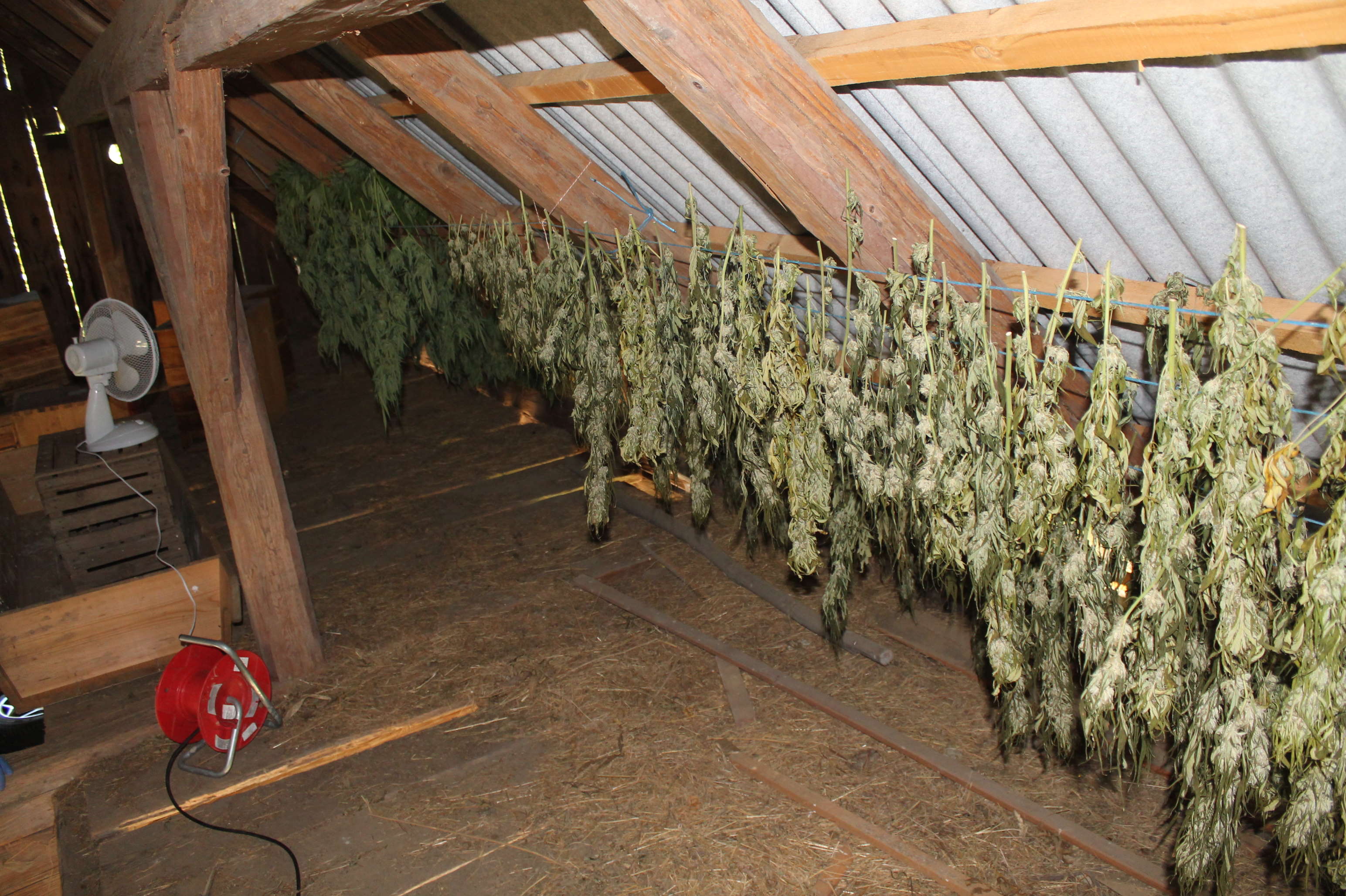 Zasežene sadike konoplje v Zagorju ob Savi