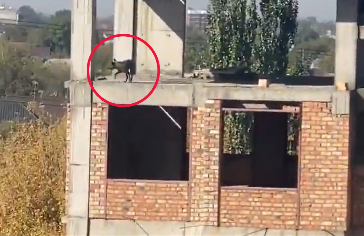 pes gradbišče Foto Zajem zaslona X