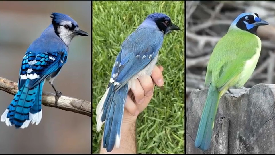 Modra in zelena šoja