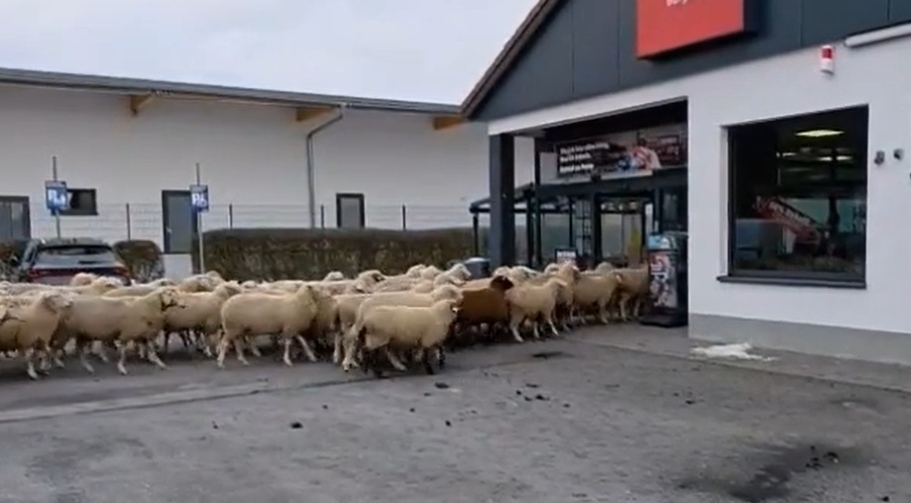 ovce vdirajo v trgovino Penny na Bavarskem