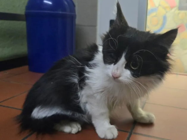 V tovornjaku na poti iz Turčije našli mucka