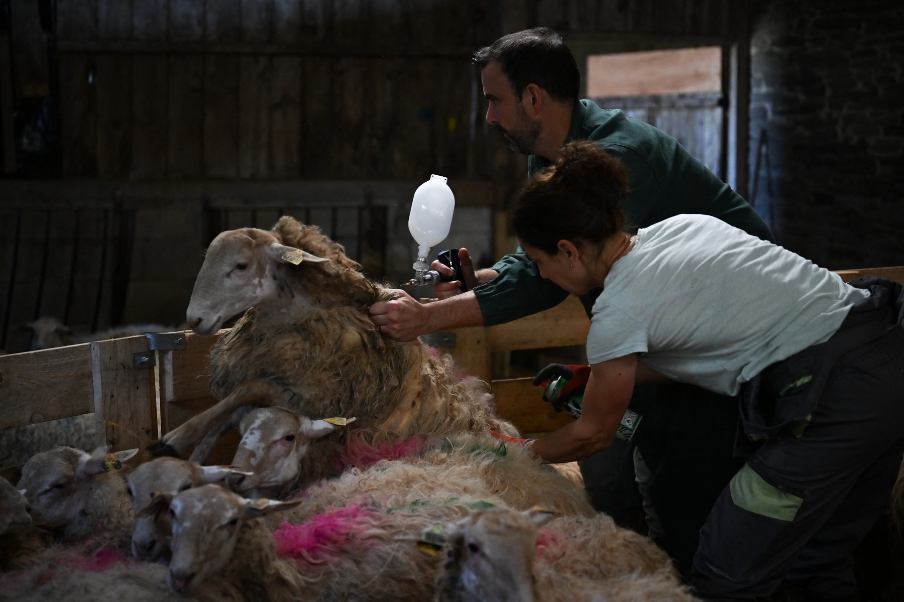 Sheep farmer Chrystelle Quointeau (R) and veterinarian Mickael Martin (L) vaccinate sheep against bluetongue disease, as the region of Brittany is the most affected by the epidemic