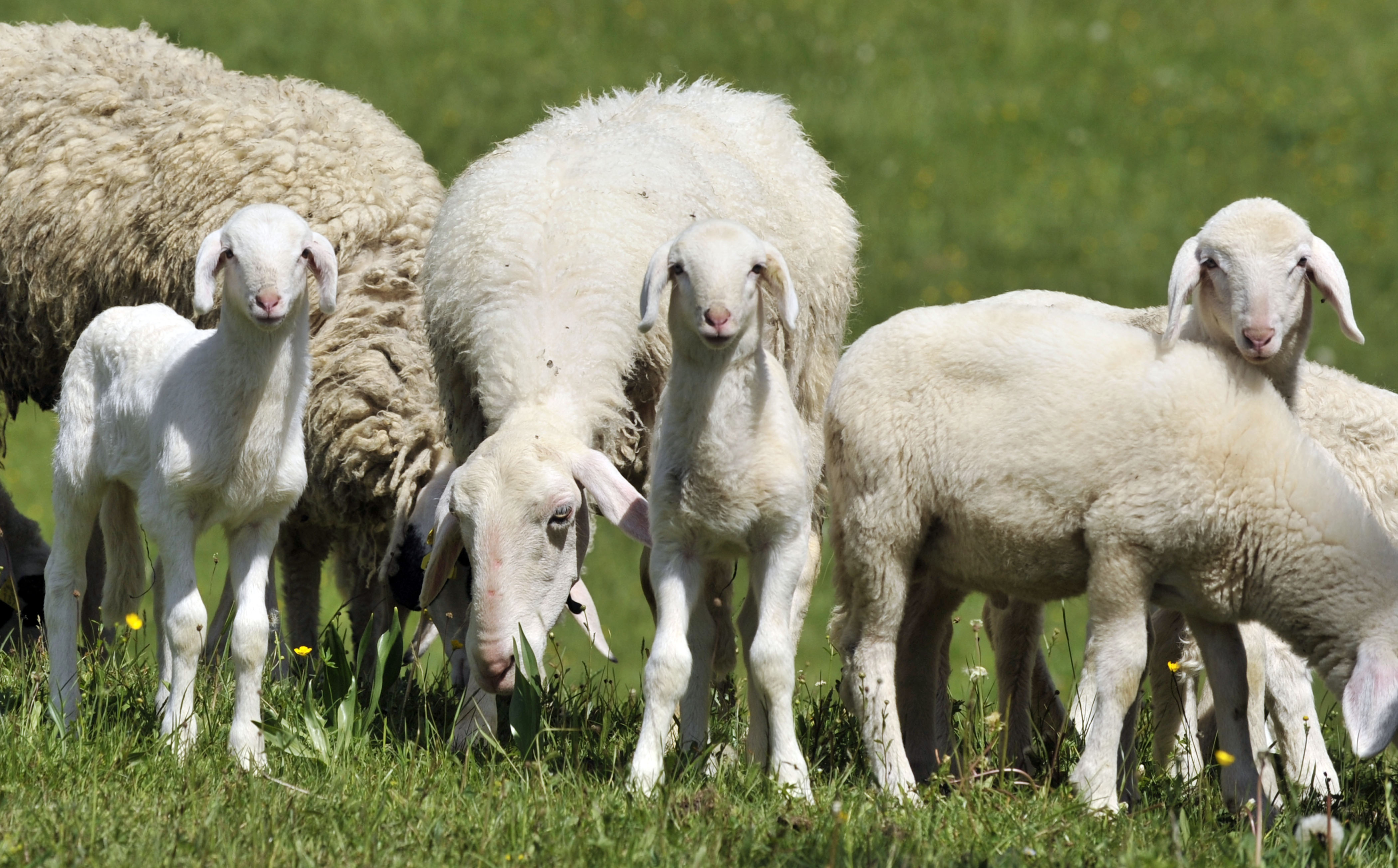 Slovenija, Jezersko, 19.05.2012, 19. Maj 2012Ovcja druzinica se pase ob kmetiji na Jezerskem. NArava, zivali, pasnik, travnik, zival, ovce, gozdovi, hribi, gore, ovcjerejaFoto:Ziga Zivulovic jr./Bobo