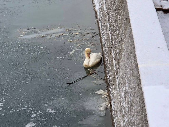 Avstrijski gasilci rešili laboda