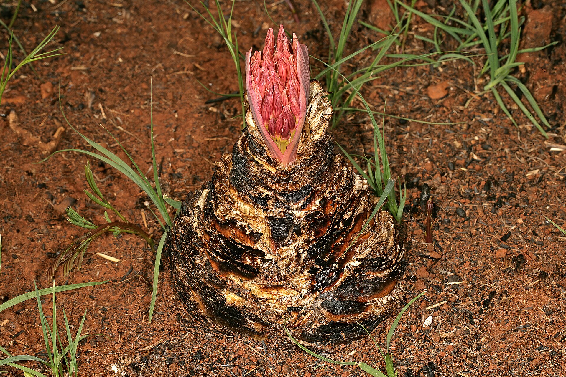 strupena čebulica, rastlina, ki so jo uporabljali lovci za strupene puščice že pred 60.000 leti