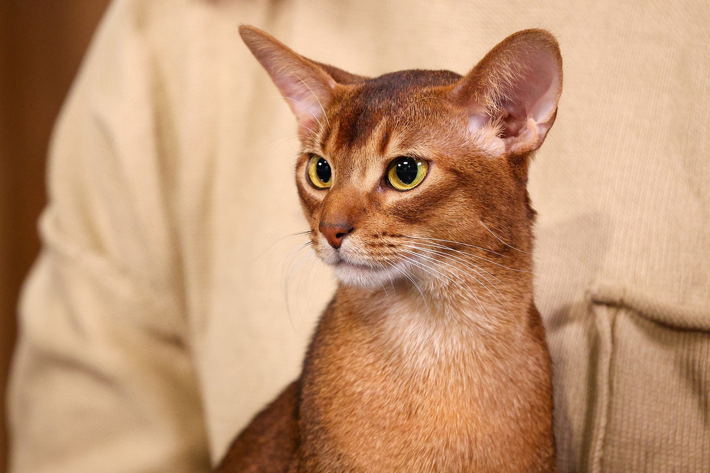 Najlepši maček leta 2025