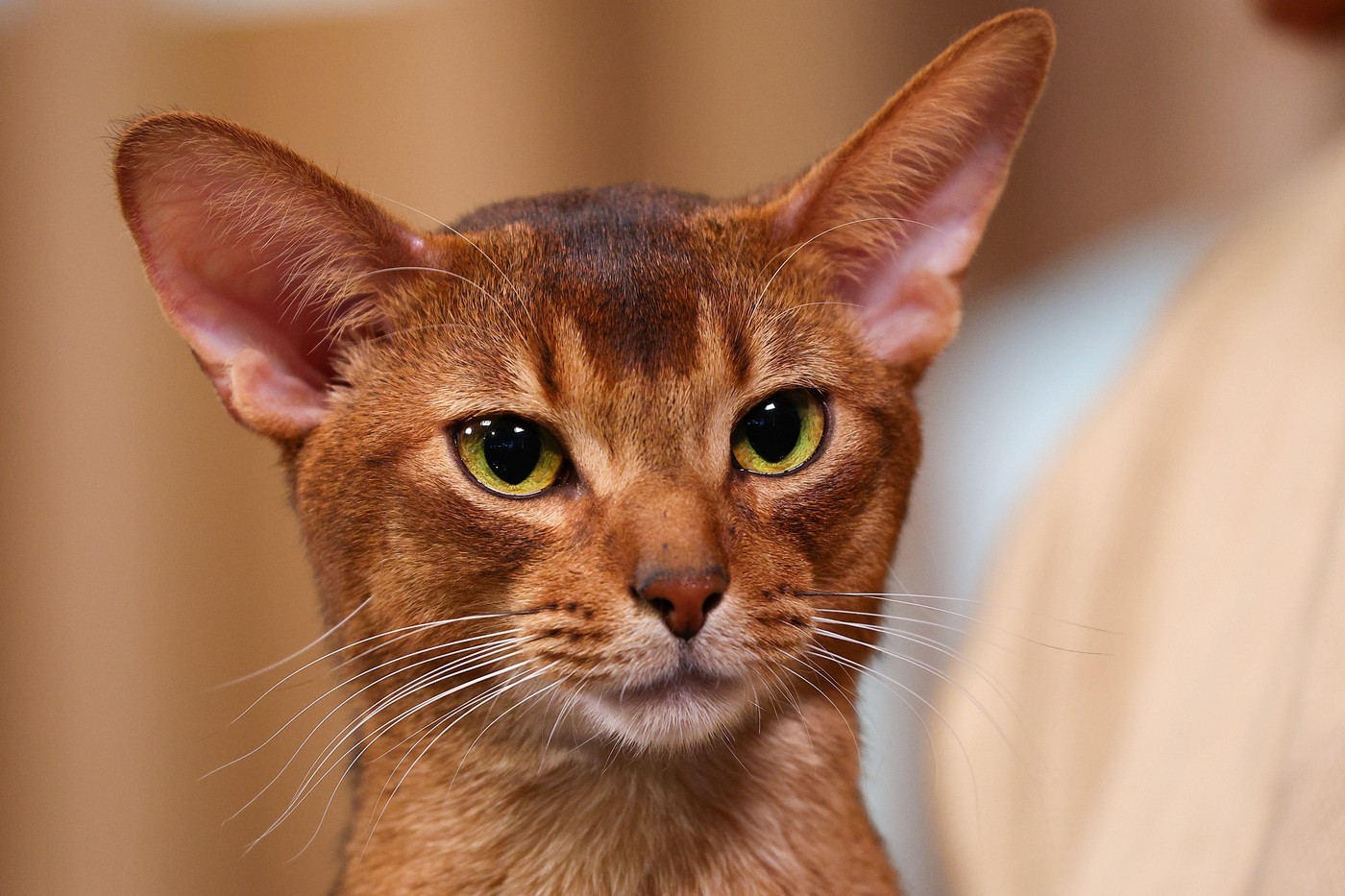 Najlepši maček leta 2025