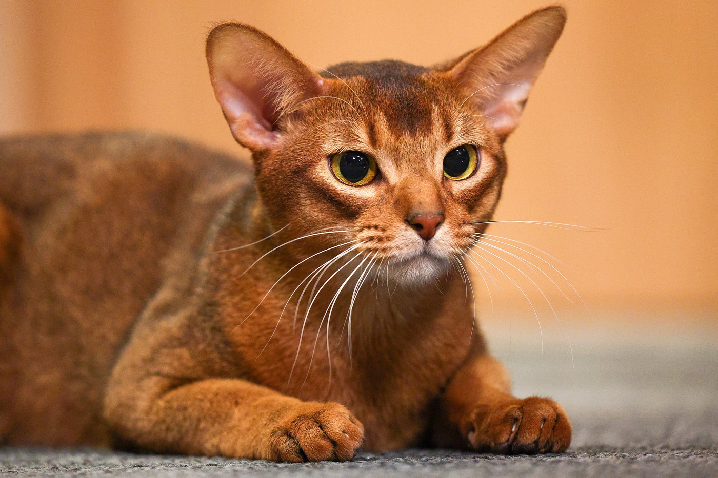 Najlepši maček leta 2025