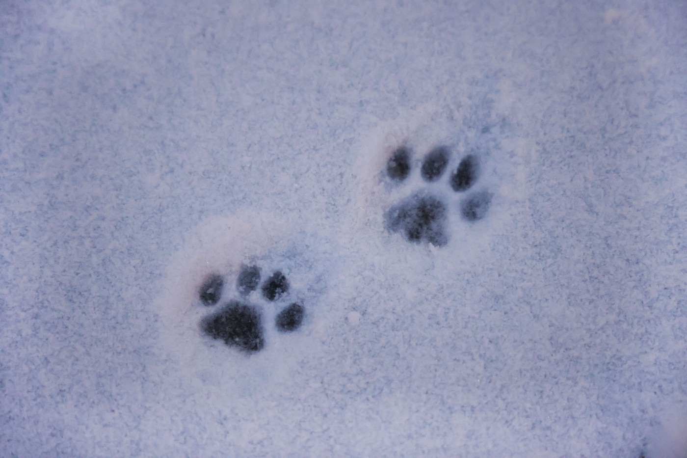 Odtisi pasjih tačk v snegu
