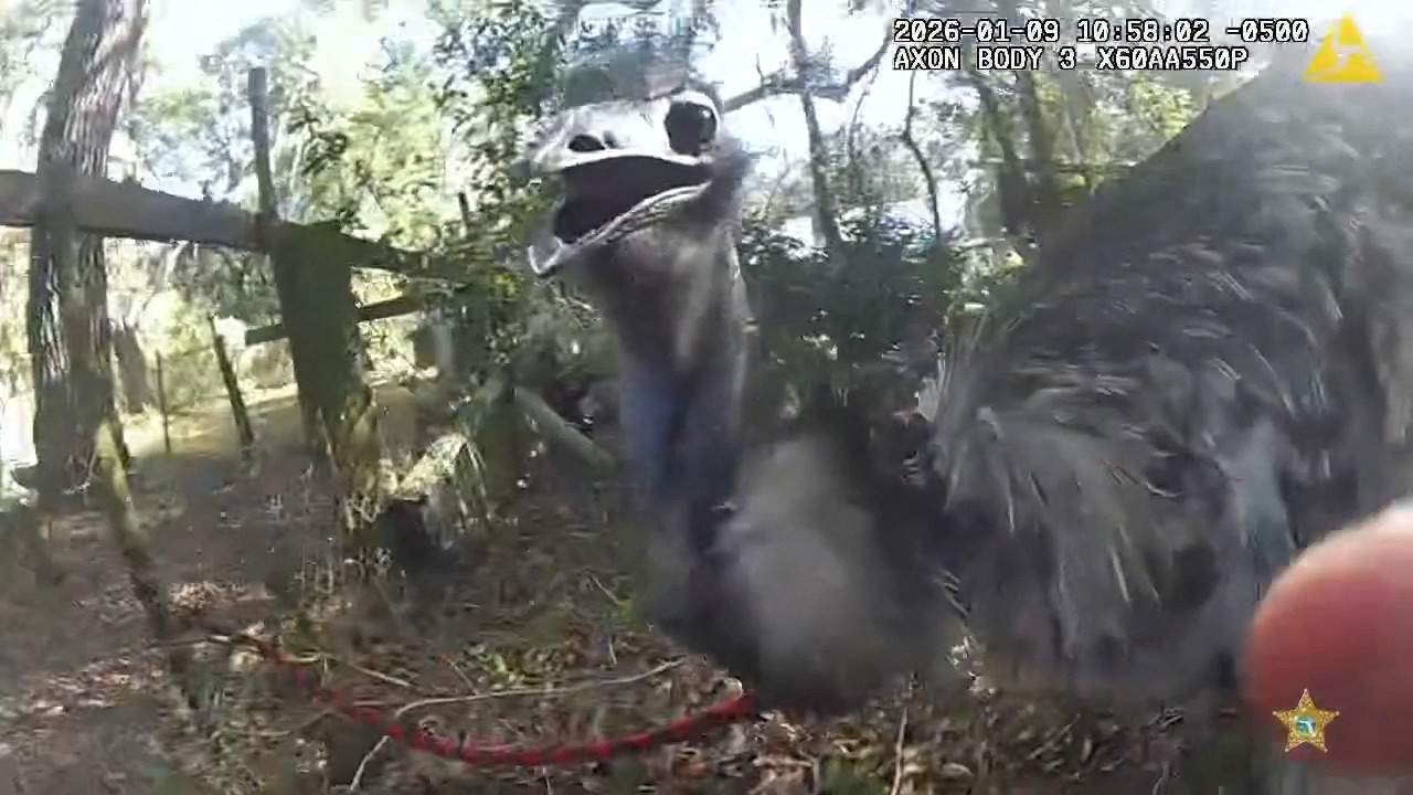 Policist lovil Emuja