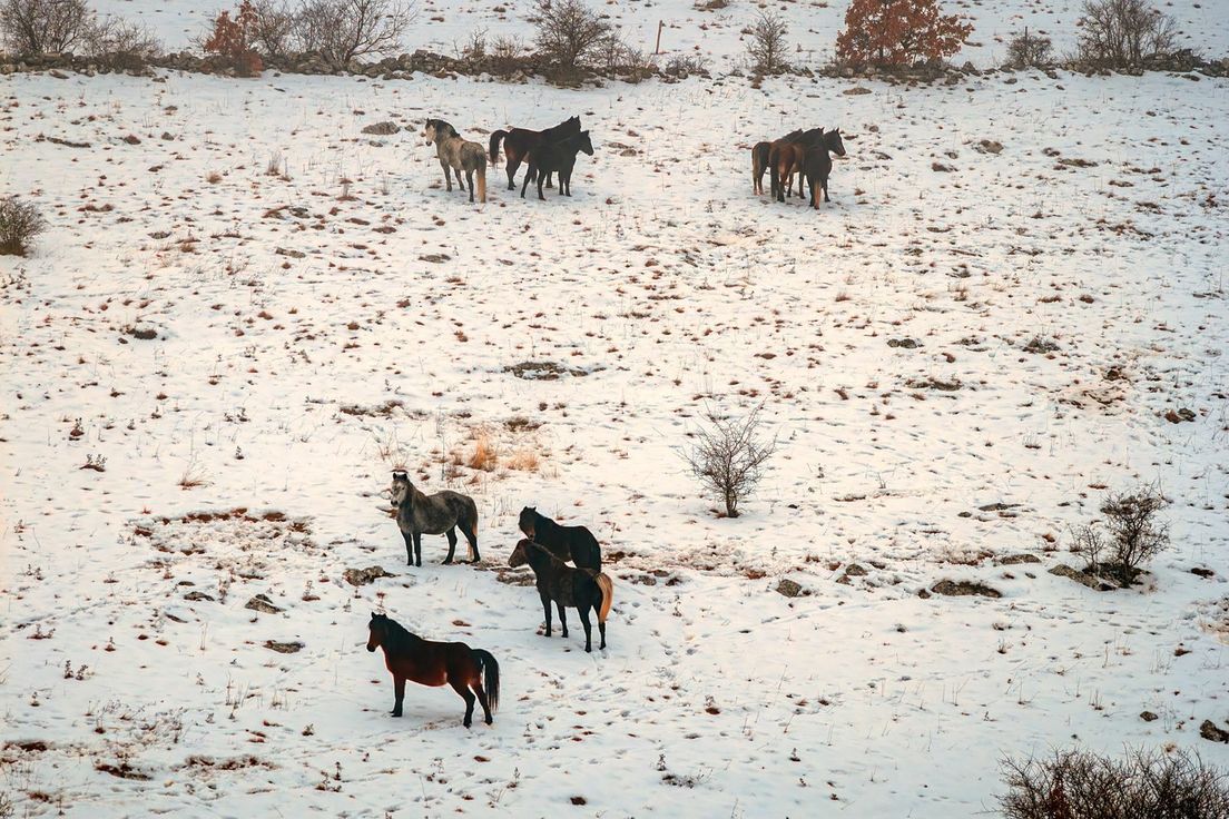 Divji konji v Livnu v BiH
