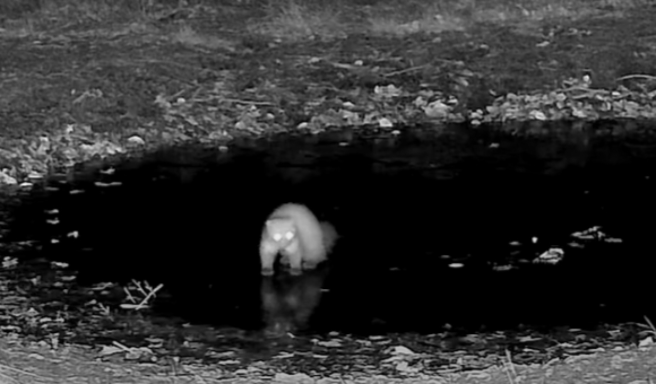 Kuna poskakuje na ledu