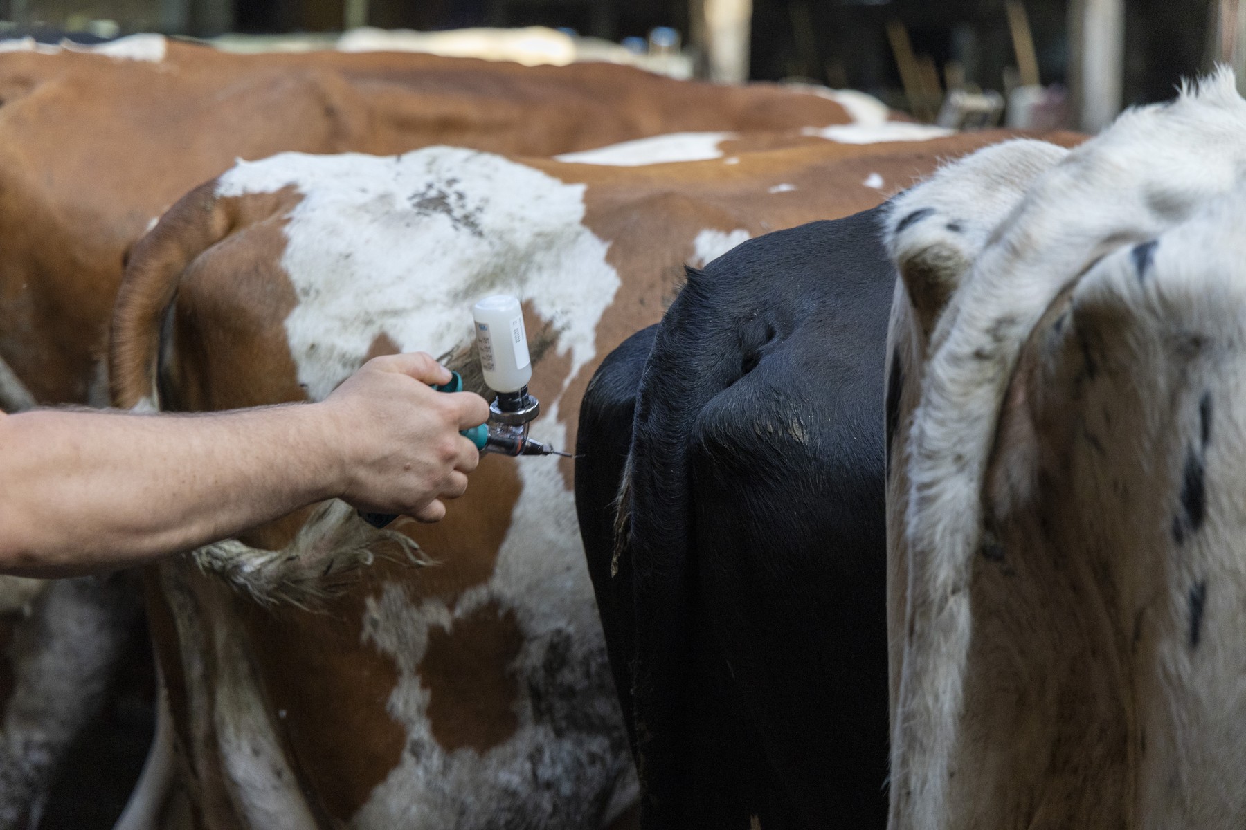 A vet administers a dose of Bultavo 3 vaccine to a cow during a visit of a veterinary to a farm with some cows touched by the virus causing bluetongue disease, in Scheldewindeke, Oosterzele, Tuesday 06 August 2024.