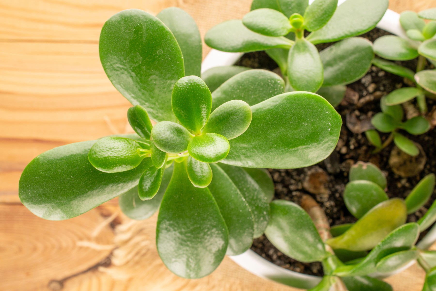 krasula oziroma tolstica