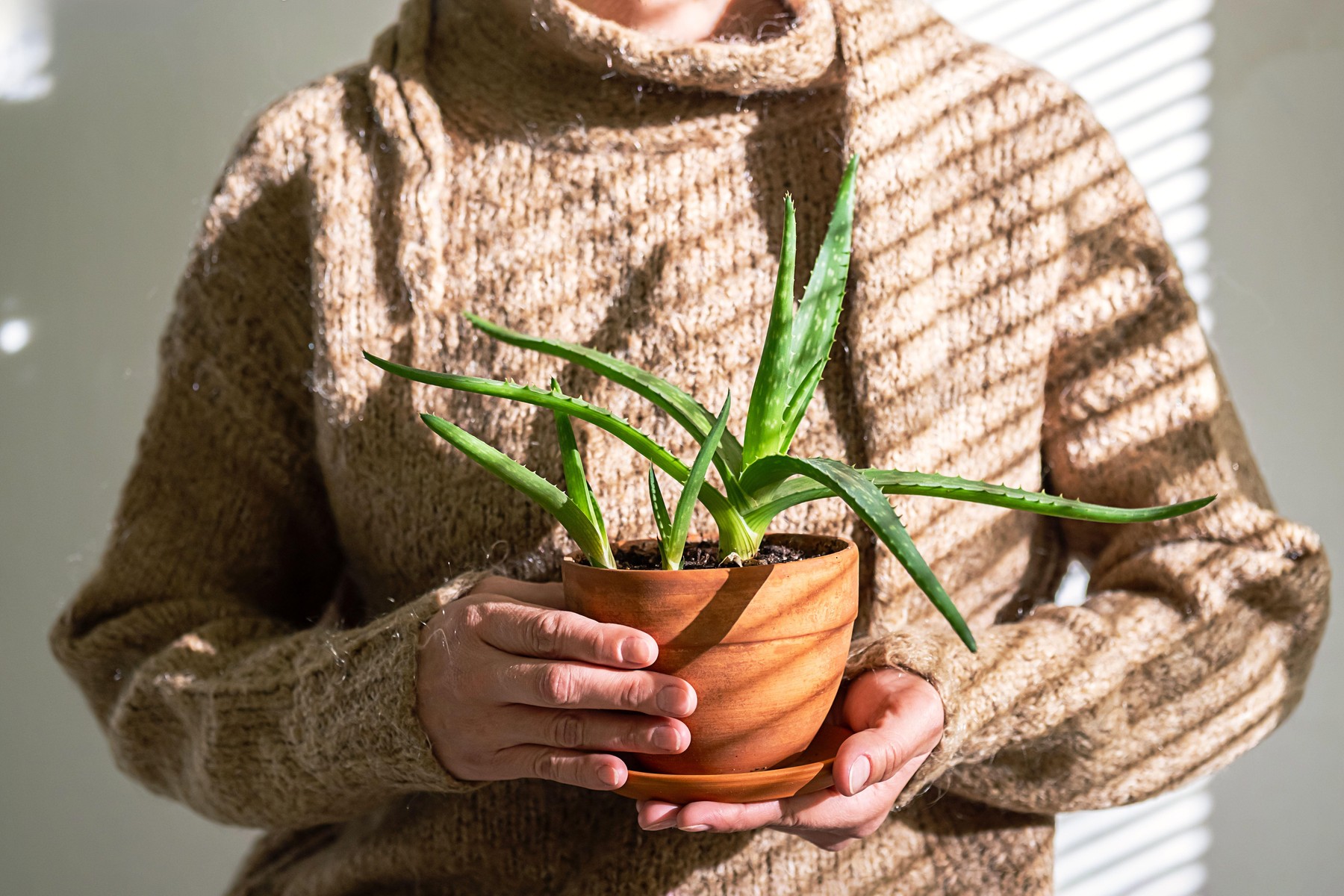 ženska drži aloe vero