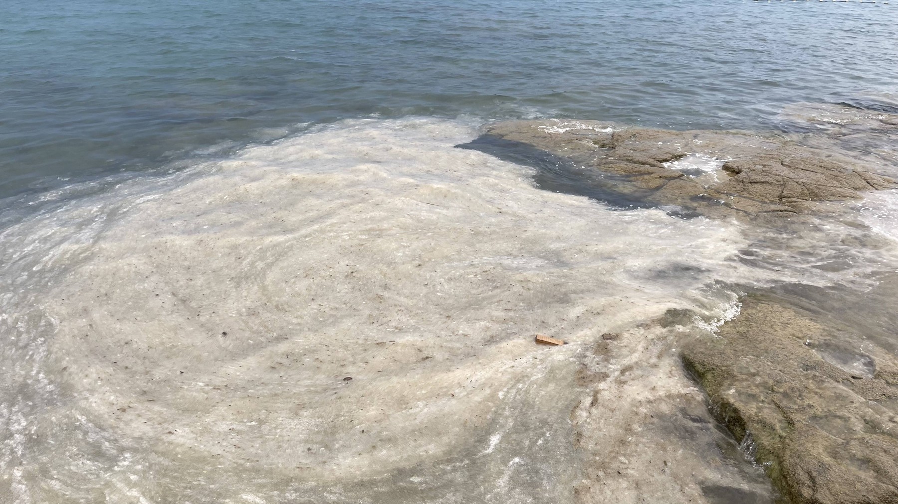 Cvetenje morja, sluzenje morja, Istra, alge