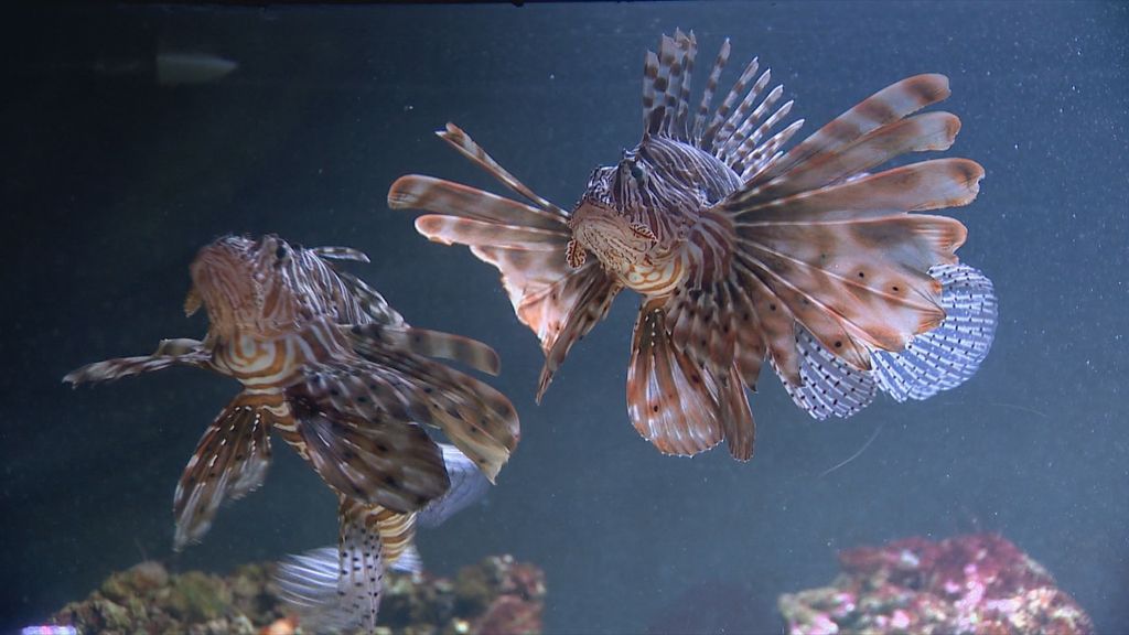 Invazivna riba Plamenka