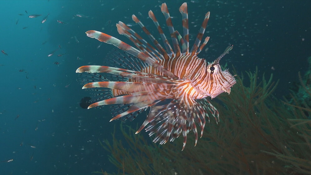 Invazivna riba Plamenka