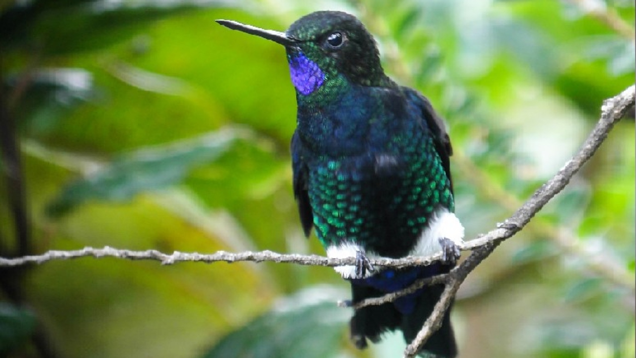 Eriocnemis nigrivestis