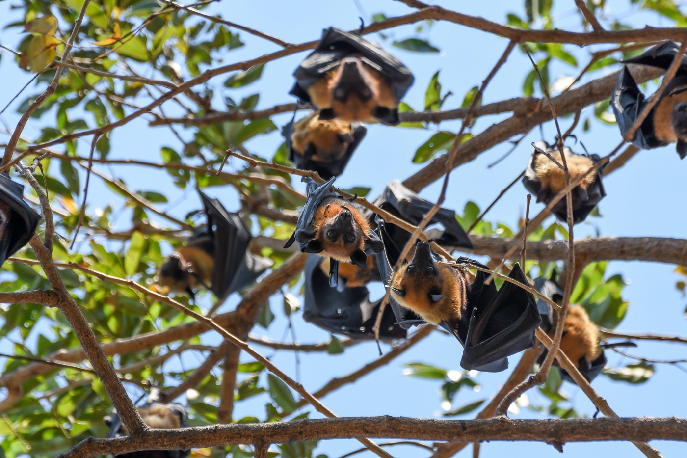 orjaški sadjejedi netopirji leteče lisice