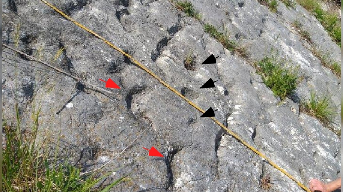 okamenele sledi na Monte Cornero v Italiji, stare 80 milijonov let