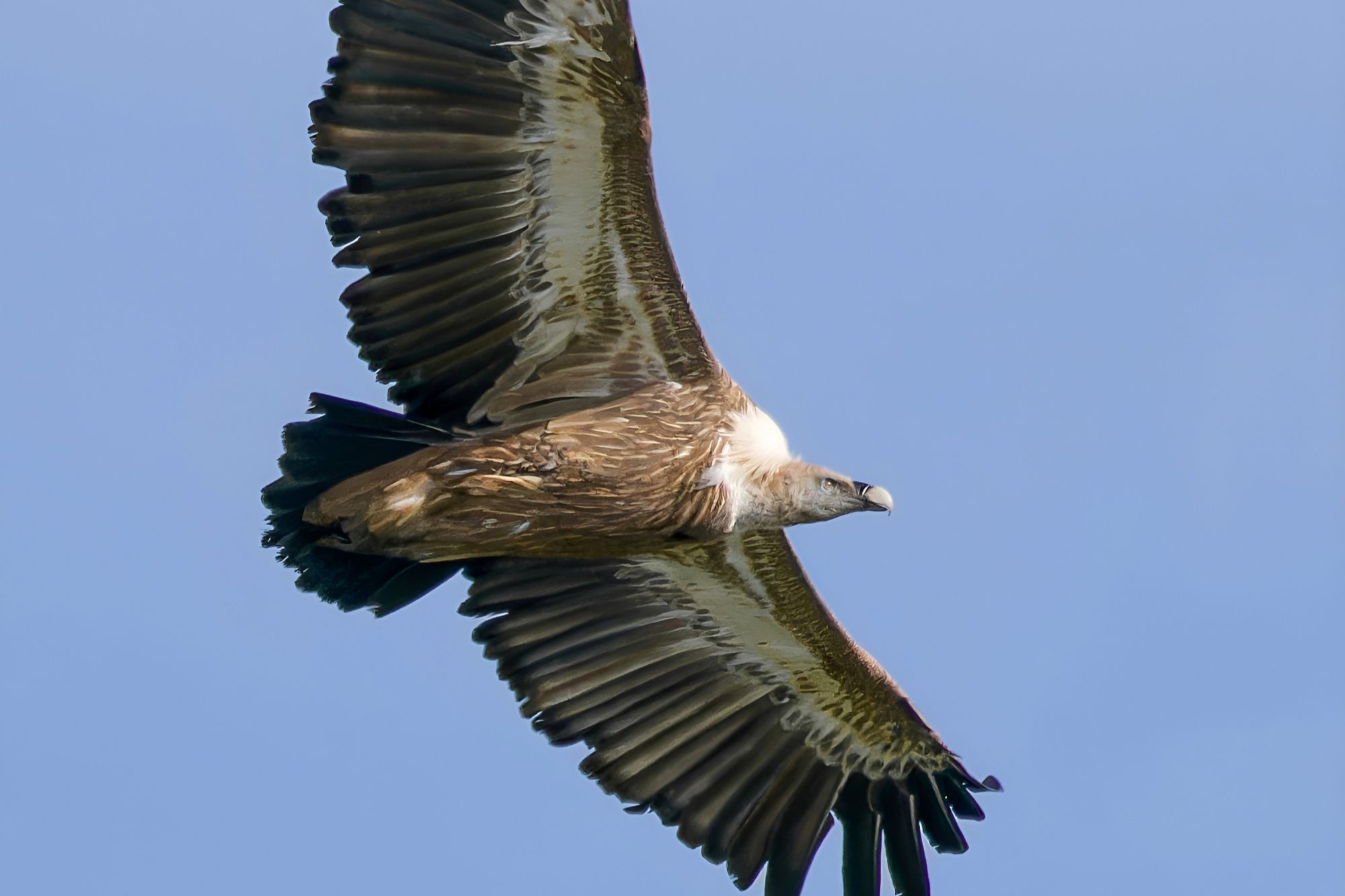 Beloglavi jastreb