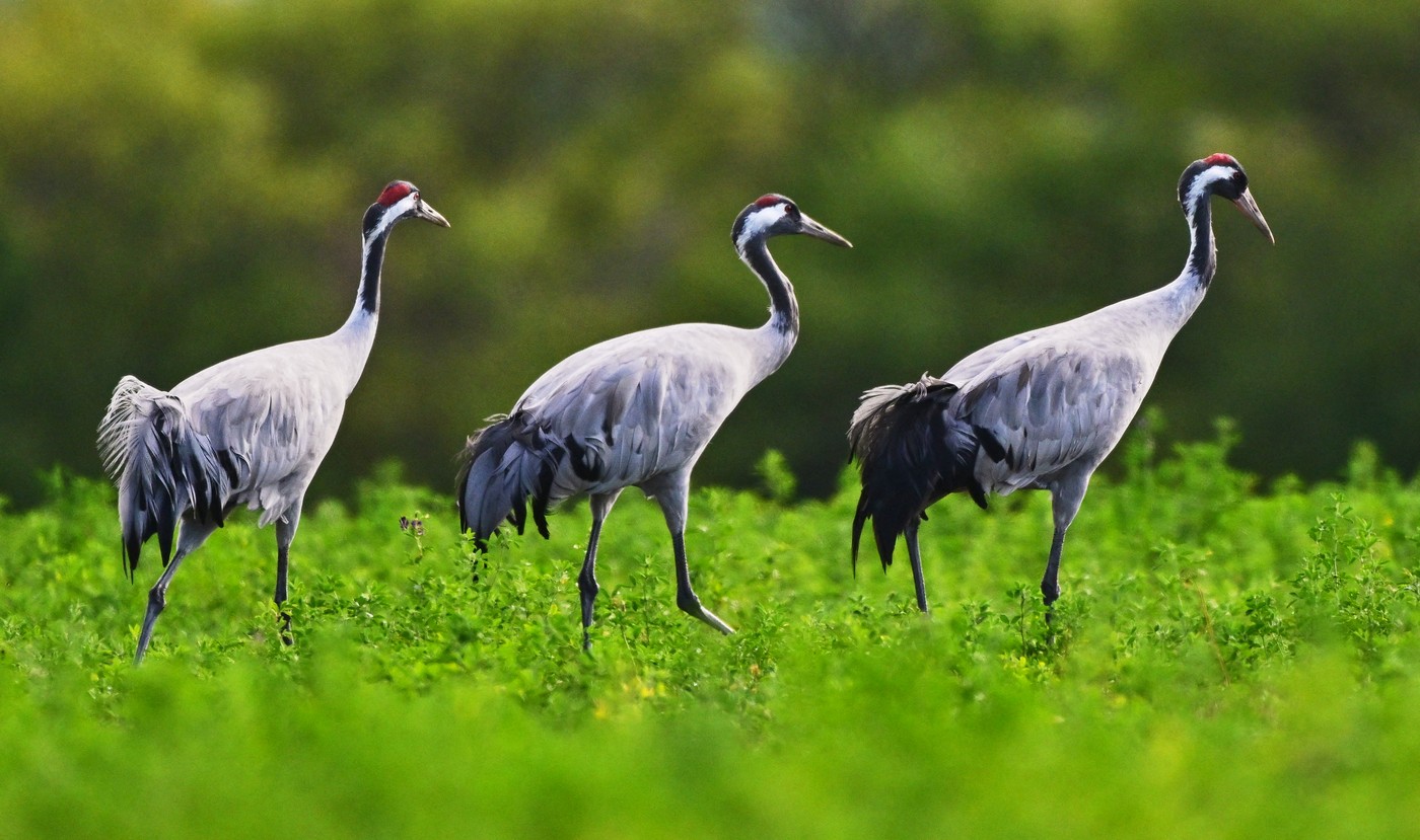 navadni žerjav (Grus grus)
