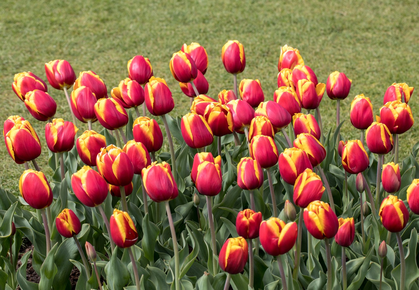tulipani v vrtu