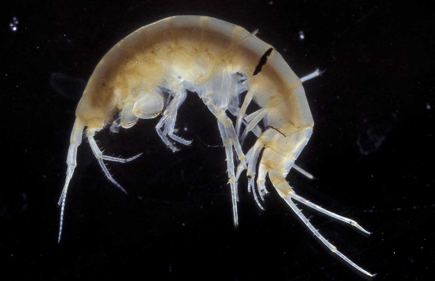 Cave shrimp (Niphargus sp), Pyrenees, France,Image: 690967616, License: Rights-managed, Restrictions: ILLUSTRATION IMAGE Model Release: No Property Release: No, Model Release: no