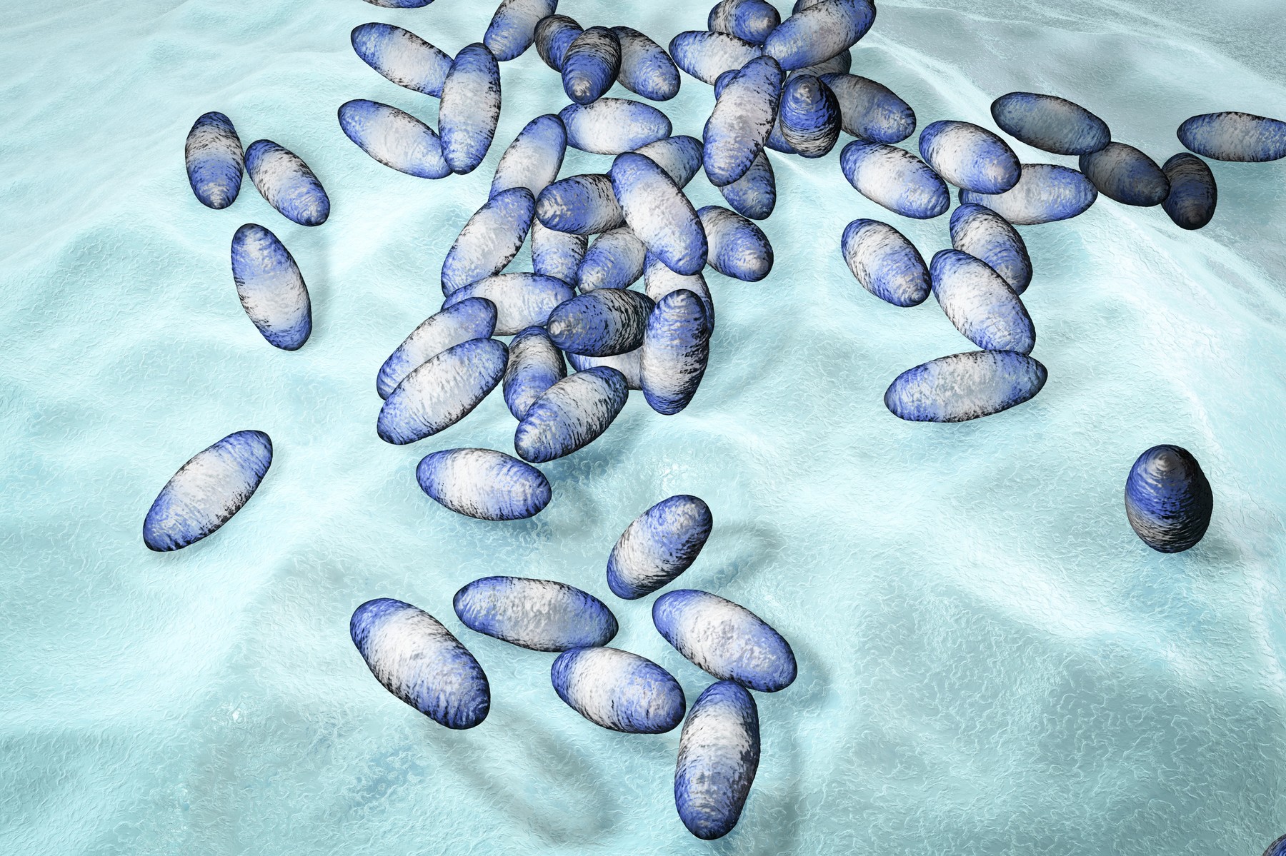 Bakterija Yersinia pestis