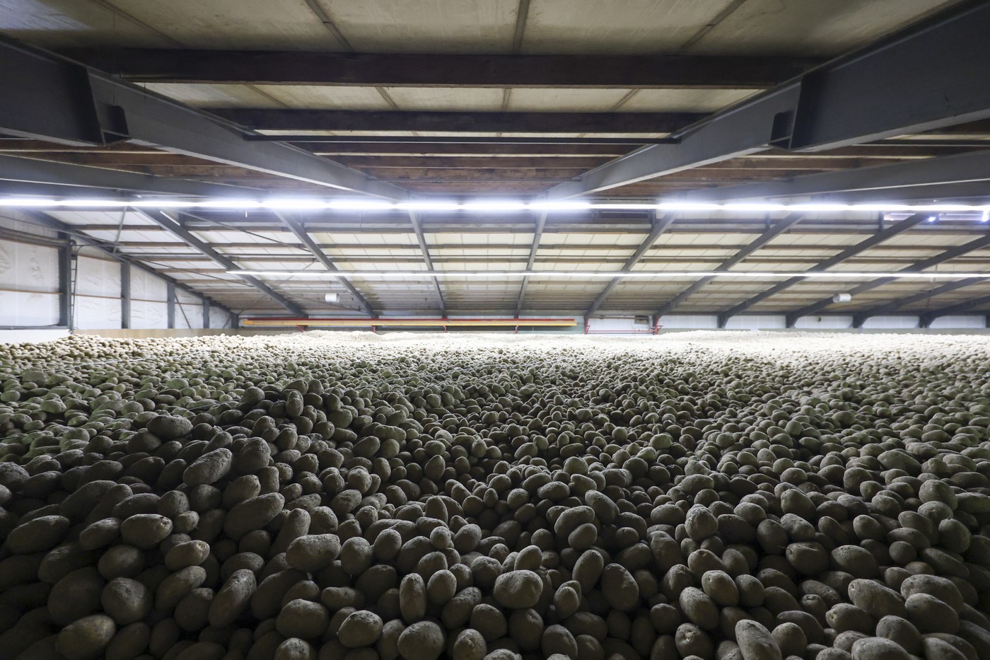 skladišče krompirja