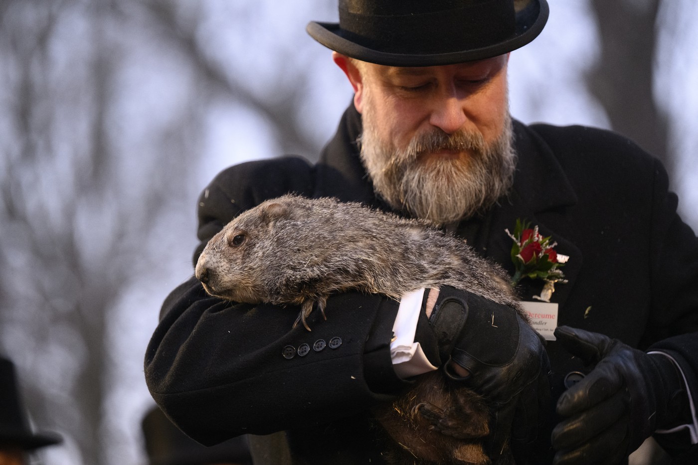 Punxsutawney Phil napovedal vreme za zimo 2026