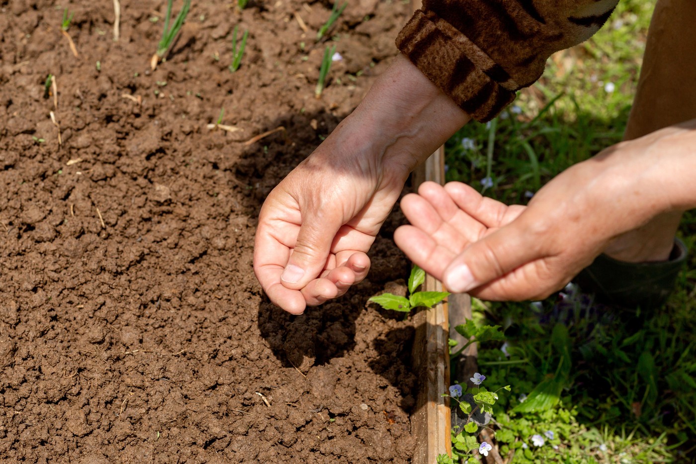 ženske roke, ki sejejo semena