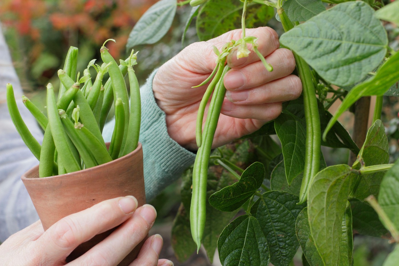 nabiranje fižola na vrtu