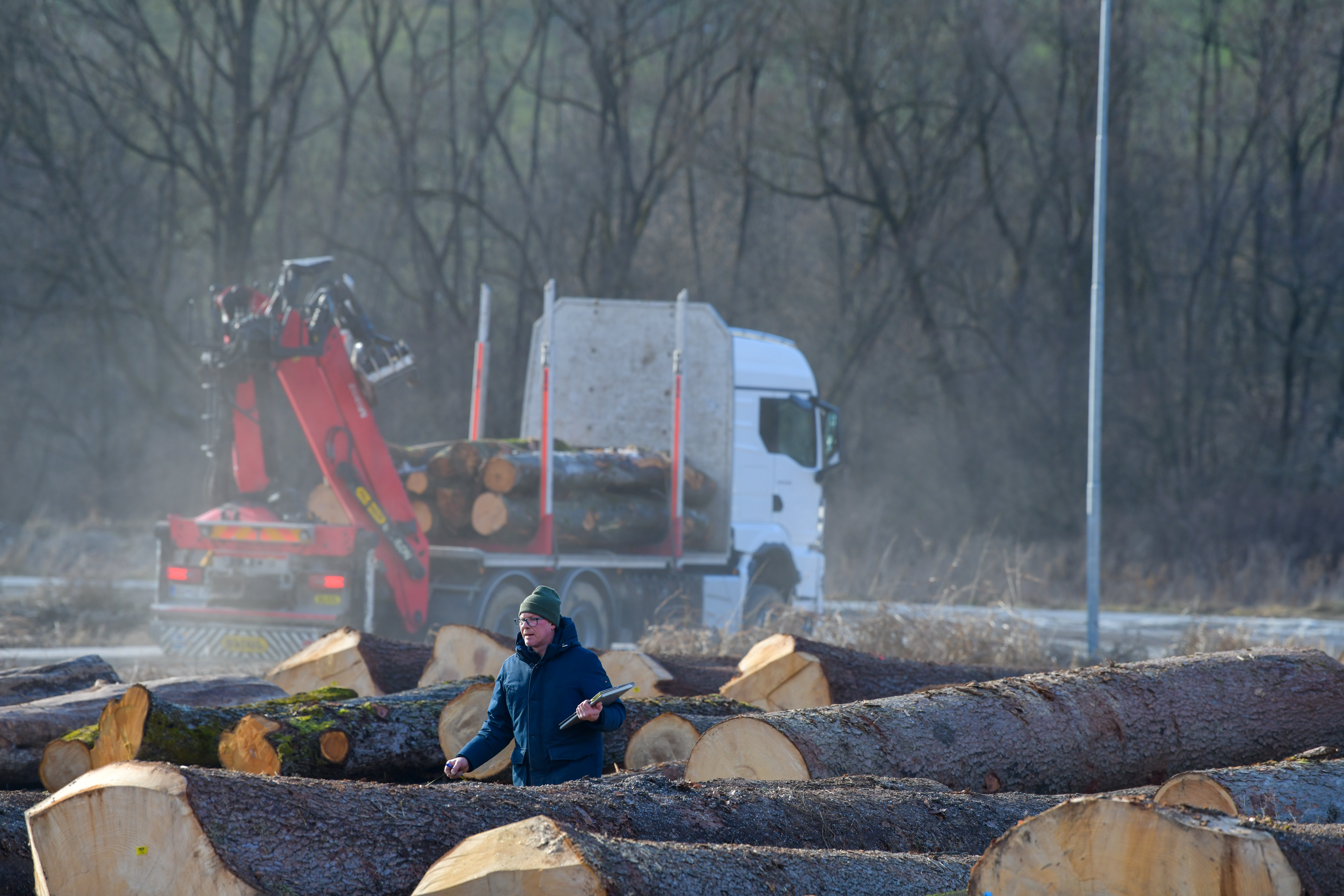 hlodovina, les, dražba, Slovenj Gradec