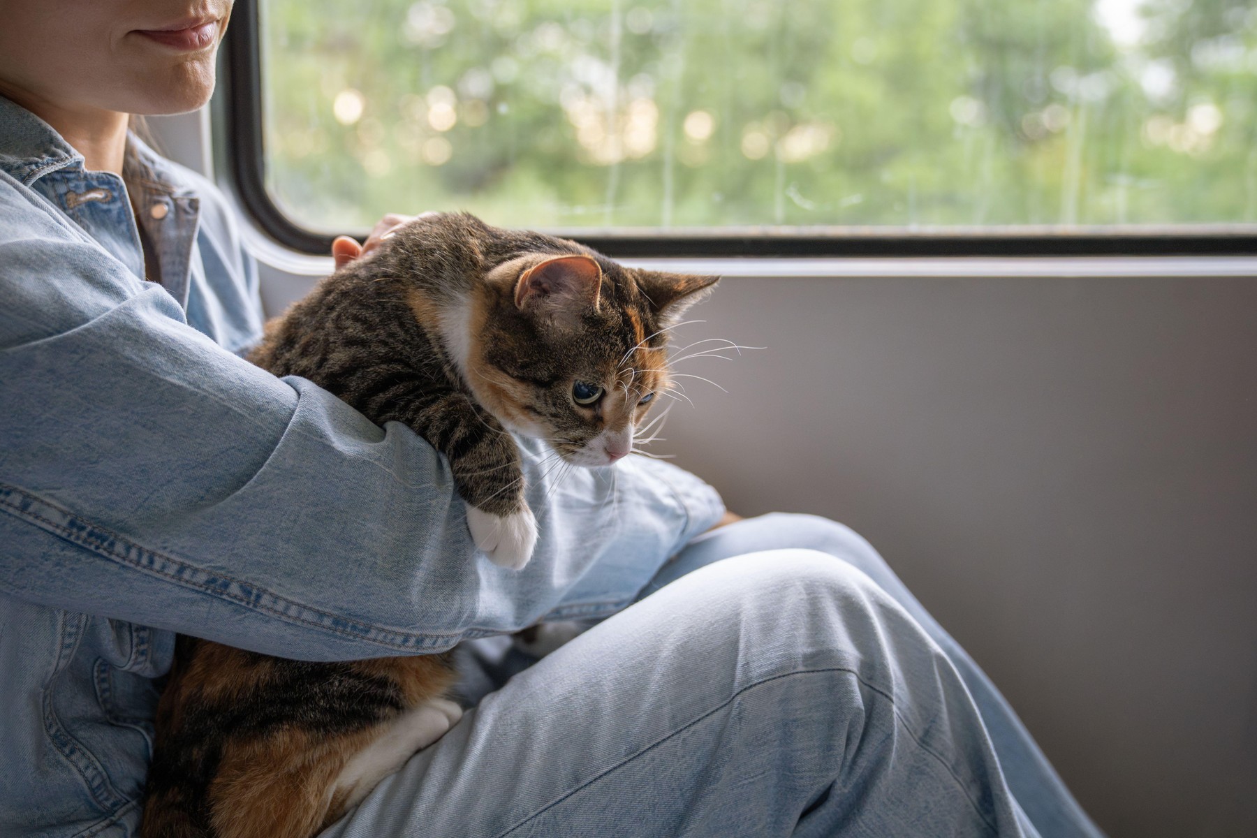 Mačka na vlaku