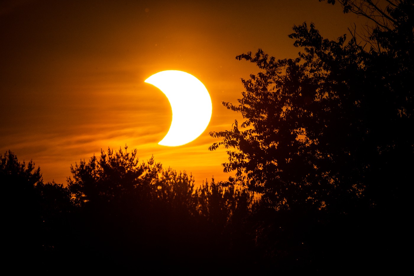 drevesa v delnem sončnem mrku