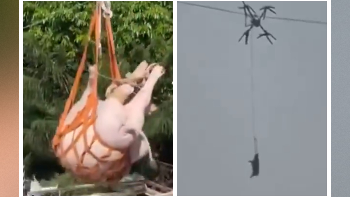 Dron s prašičem se je zapletel v električne vode in povzročil izpad elektrike na Kitajskem