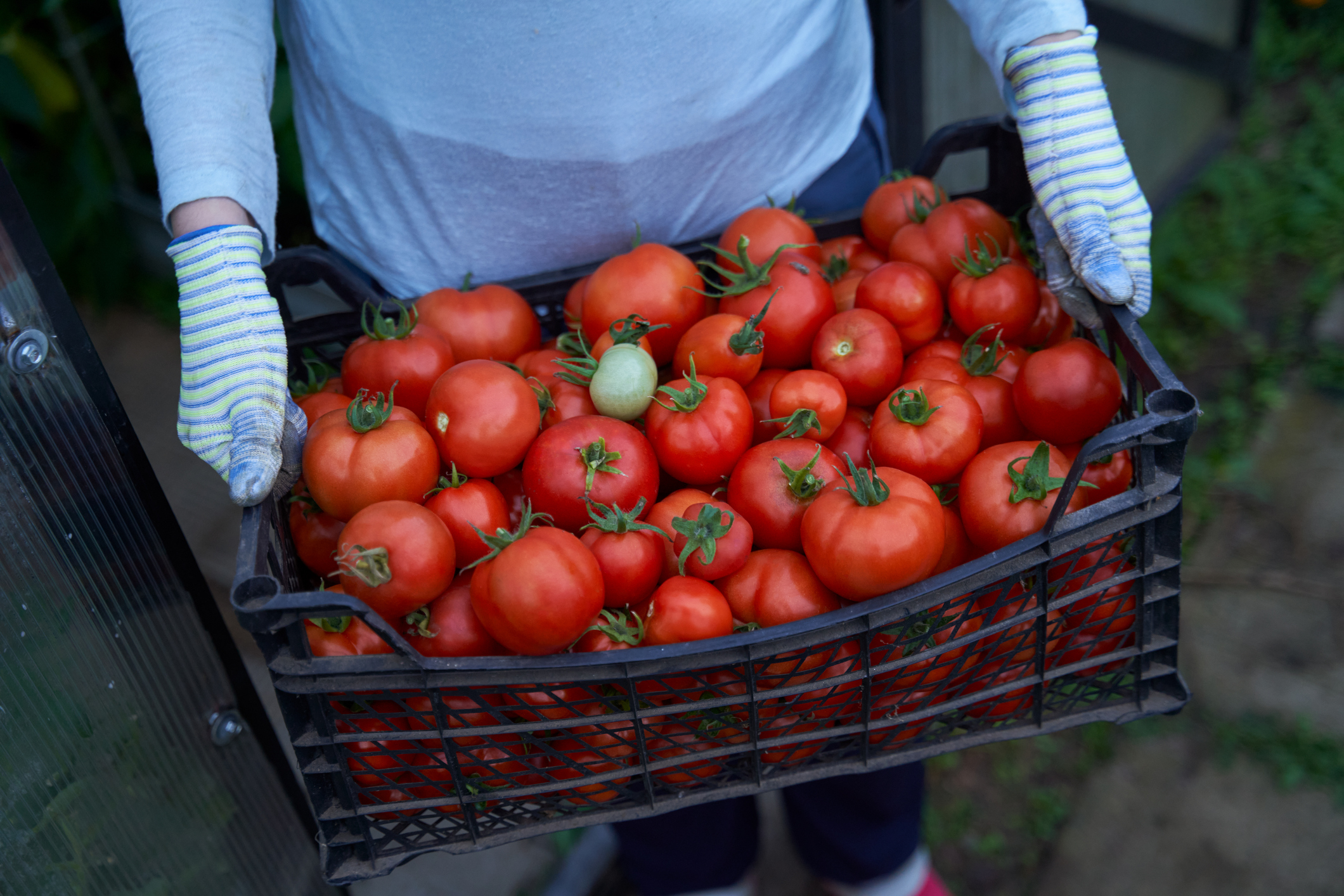 Woman holding a box of tomato crops. Harvesting, agriculture and food concept.