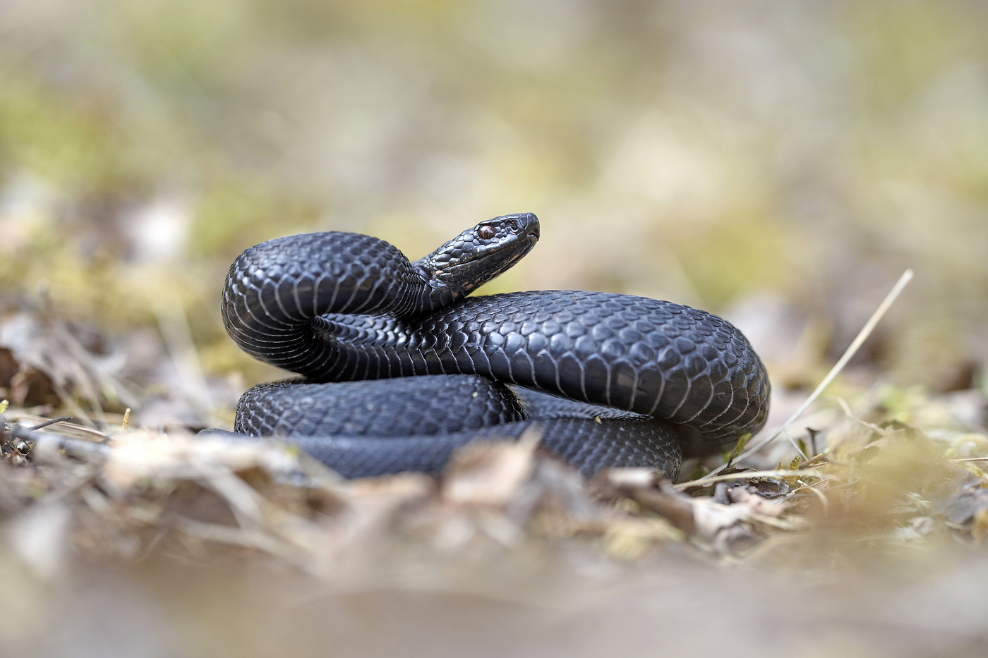 črni gad (Vipera berus)