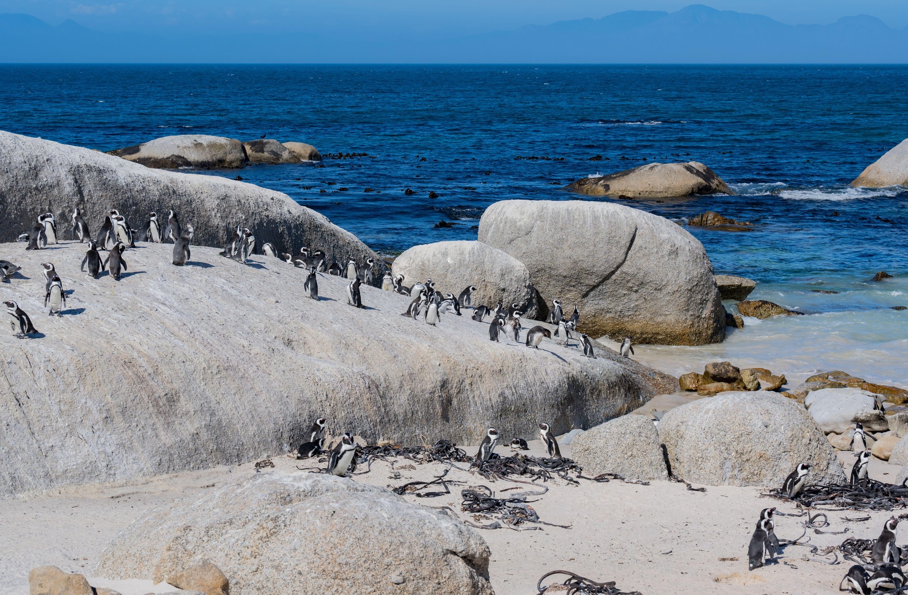 Plaža Boulders v Južni Afriki