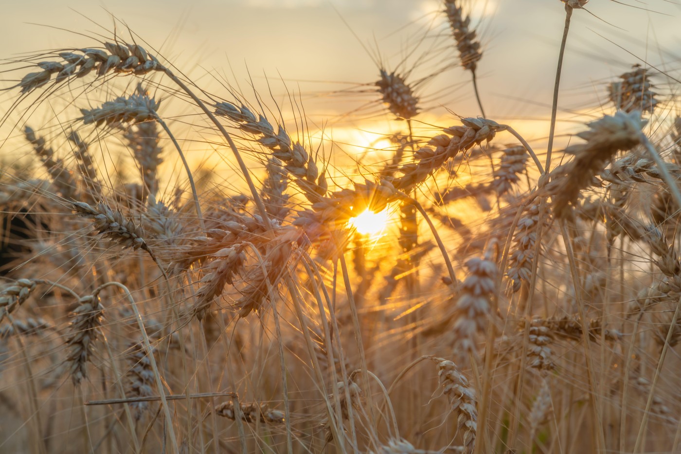 pšenično klasje v sončnem zahodu
